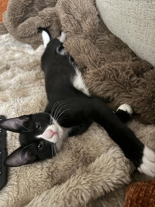 Finnegan, Baby Domestic Short Hair / Tuxedo / Mixed (short coat), cat for adoption in Pittsburg, California