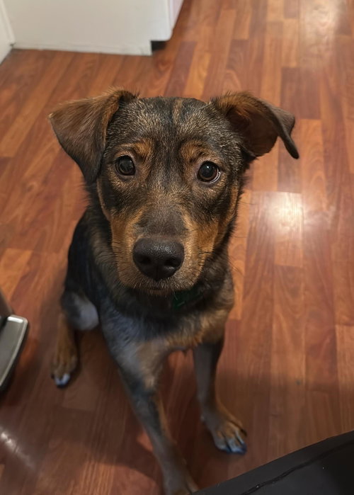 Sienna, an adoptable Australian Shepherd in Davis, CA