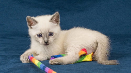 Toast, an adoptable Domestic Short Hair in Davis, CA