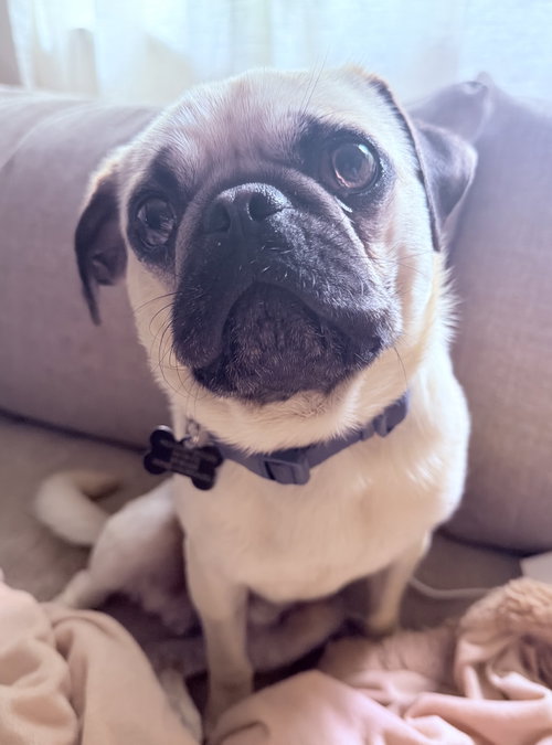 Pugsley, an adoptable Pug in Davis, CA