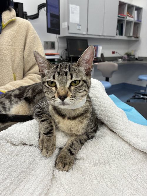 Turtle, an adoptable Domestic Short Hair in Davis, CA