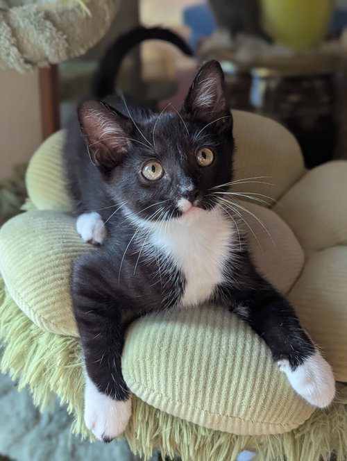 Kraken, an adoptable Domestic Short Hair in Davis, CA