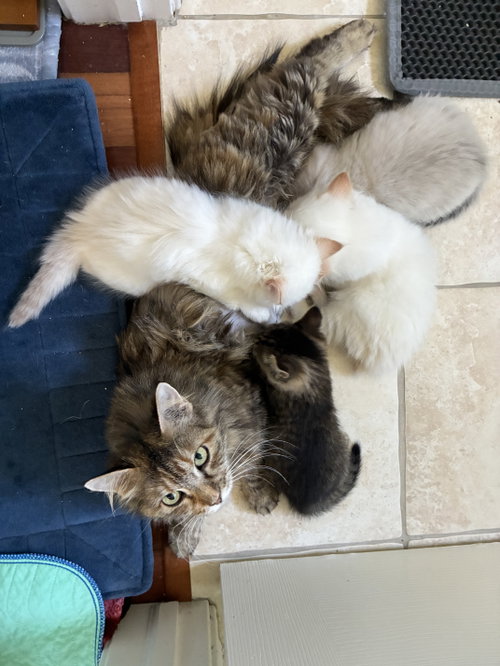 Mimosa, an adoptable Domestic Long Hair in Davis, CA