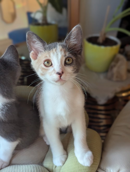 Sassy, an adoptable Domestic Short Hair in Davis, CA