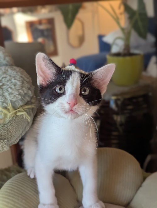 Yeti, an adoptable Domestic Short Hair in Davis, CA