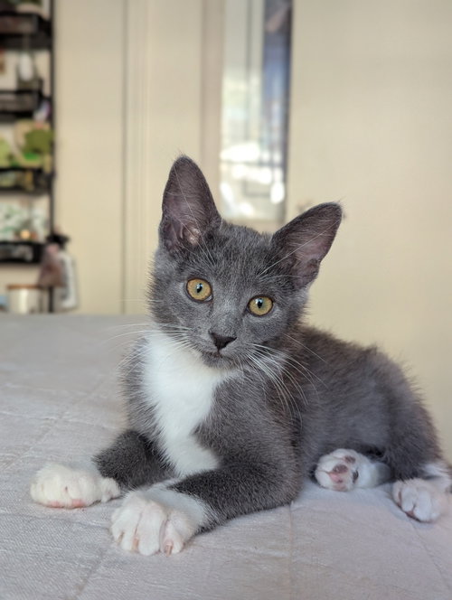 Chupacabra, an adoptable Domestic Short Hair in Davis, CA