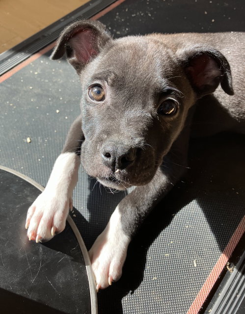 Haleakalā, an adoptable Staffordshire Bull Terrier in Davis, CA