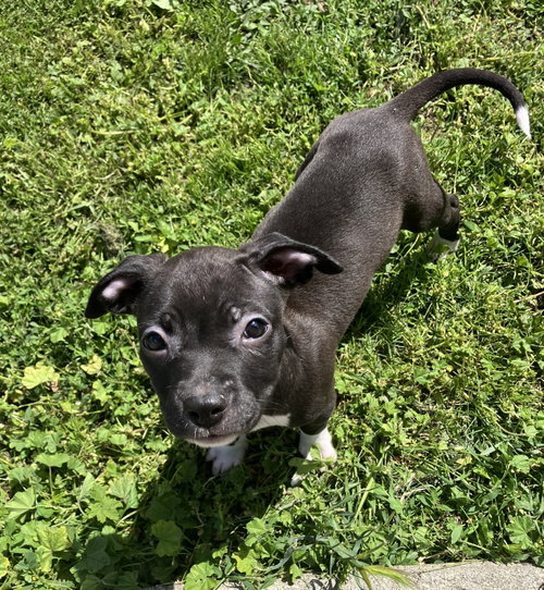 Sequoia, an adoptable Staffordshire Bull Terrier in Davis, CA