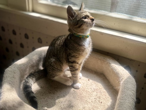 Dulcie Mae, an adoptable Tabby in Davis, CA