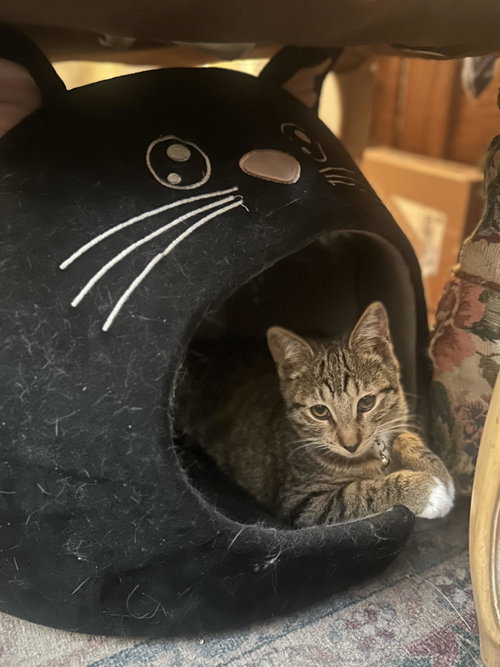 Dulcie Mae, Baby Tabby / Domestic Short Hair / Mixed (short coat), cat for adoption in Oakley, California
