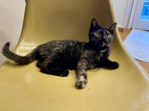 Barracuda, an adoptable Domestic Short Hair in Davis, CA