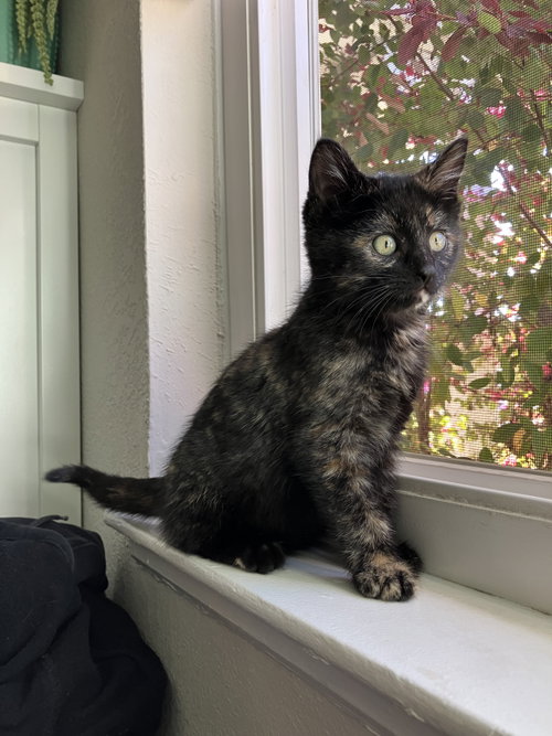 Barracuda, Young Domestic Short Hair / Tortoiseshell / Mixed (short coat), cat for adoption in Pittsburg, California