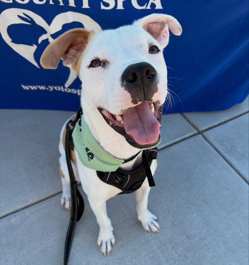 Noor, an adoptable American Pit Bull Terrier in Davis, CA
