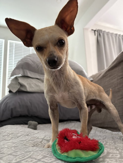 Frankie