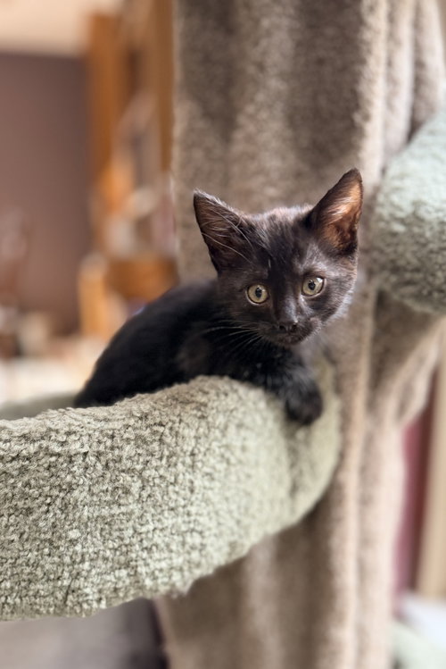Loki