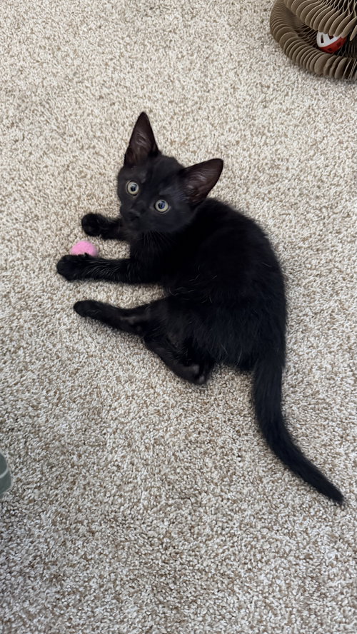 Loki photo 3