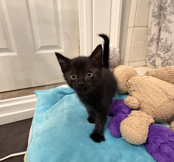 Loki