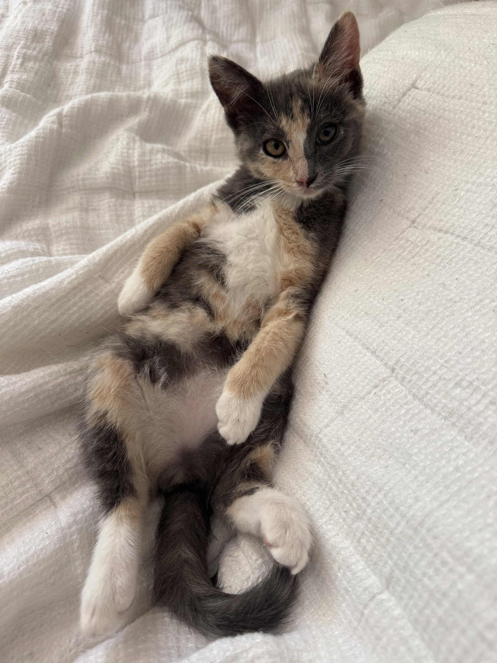 Bonnie