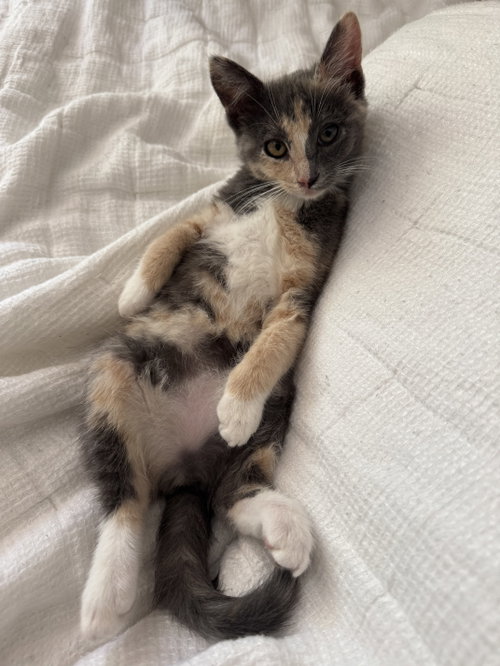 Bonnie