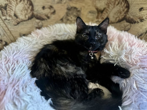 Nadine, a cat for adoption from Yolo County SPCA