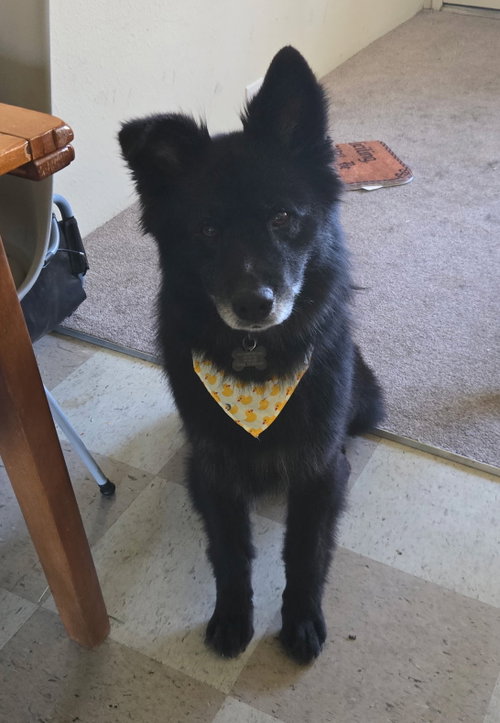 Caspian, an adoptable Chow Chow in Davis, CA