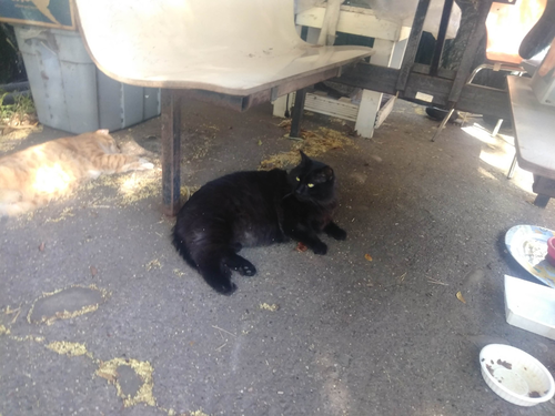 Blackjack (courtesy), an adoptable Domestic Medium Hair in Davis, CA