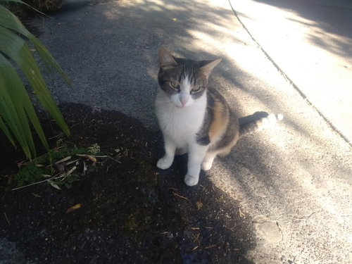 Billie (courtesy)