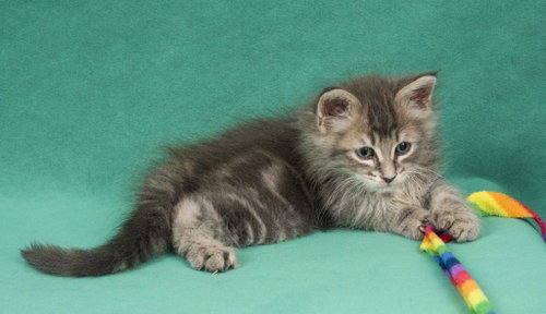 Dream, an adoptable Domestic Medium Hair in Davis, CA