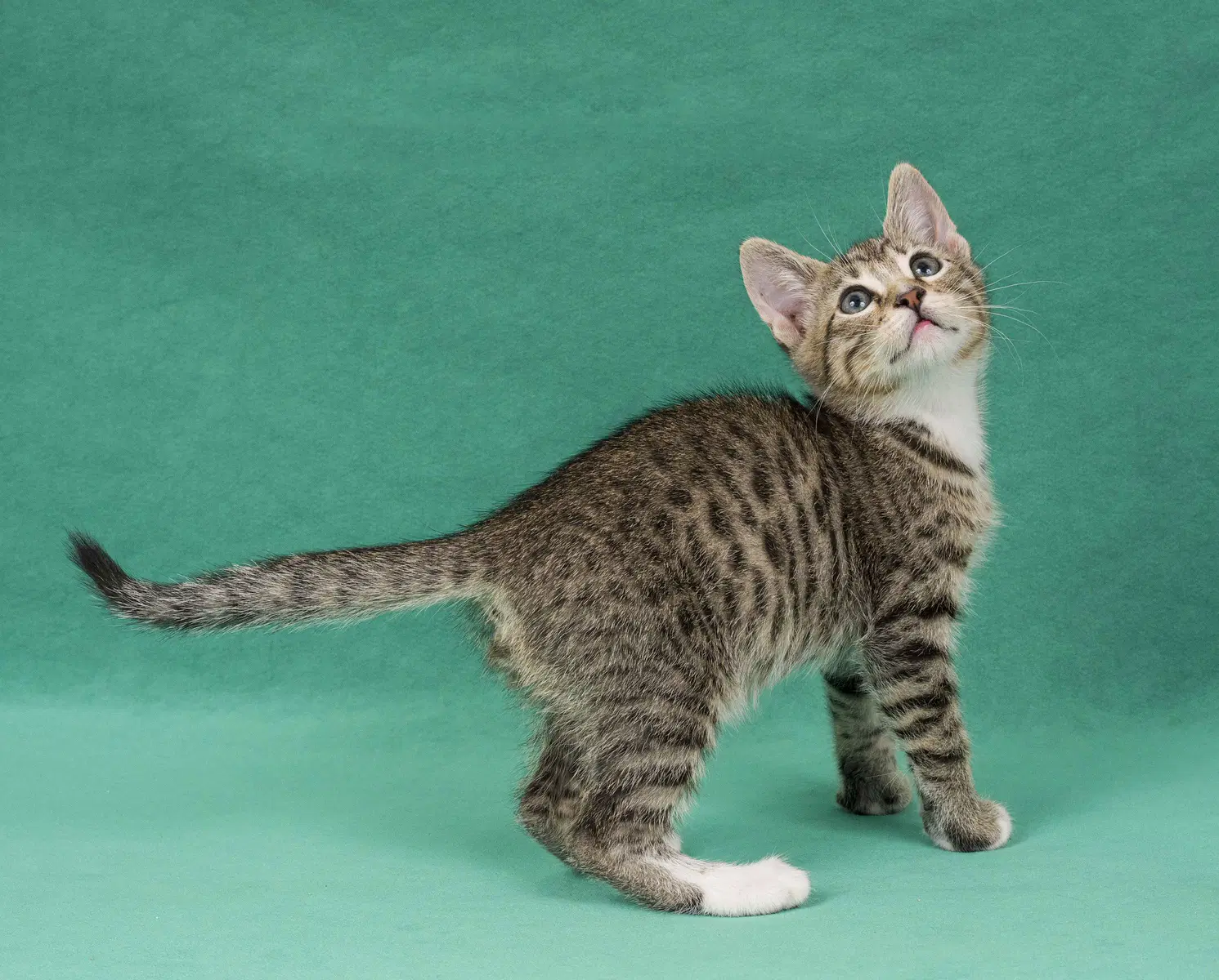 Promise - Domestic Short Hair