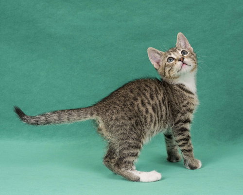 Promise, an adoptable Domestic Short Hair in Davis, CA