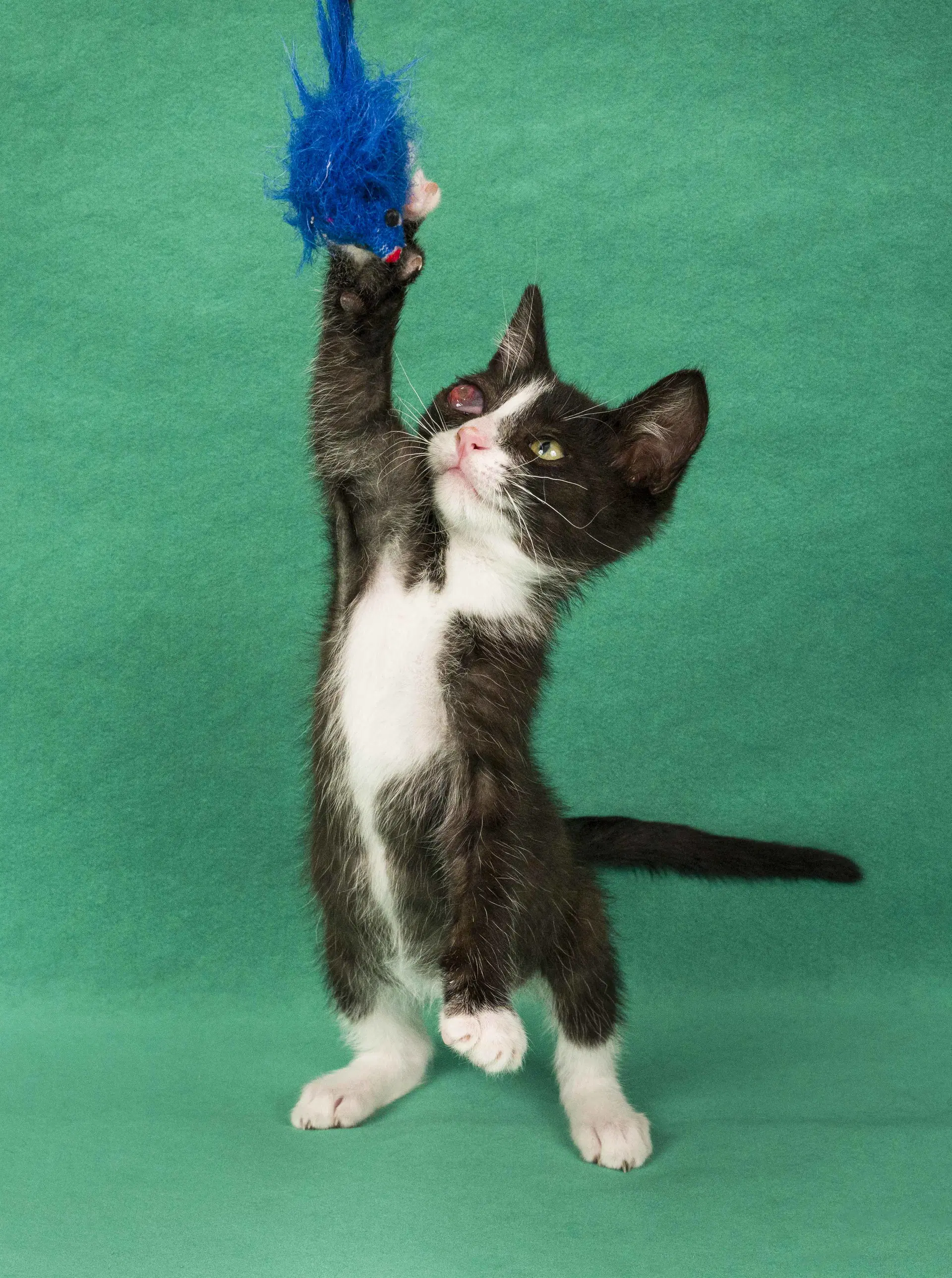 Dean  Garret - Domestic Short Hair
