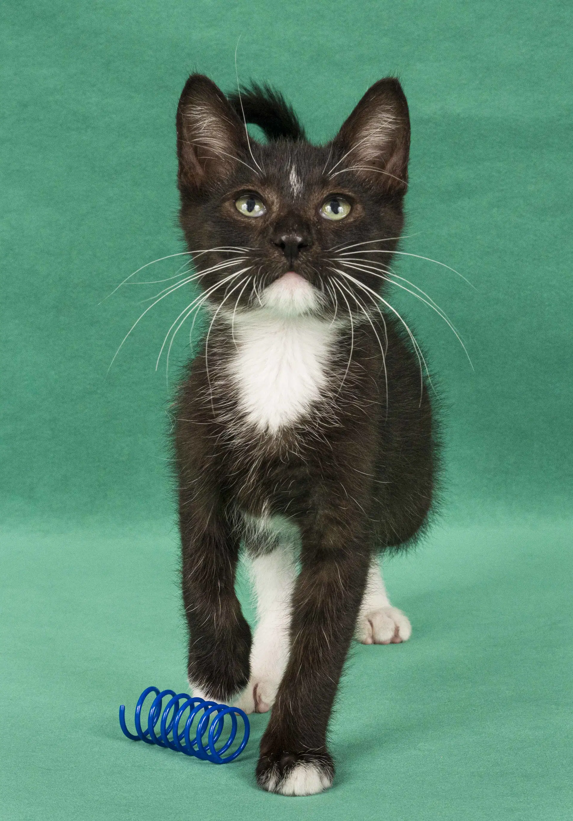 Garret  Dean - Domestic Short Hair