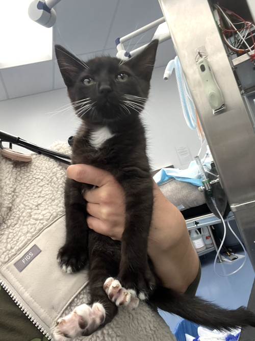 Toes, an adoptable Domestic Medium Hair in Davis, CA