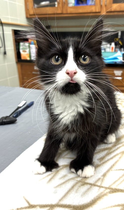 Tippity, an adoptable Domestic Medium Hair in Davis, CA