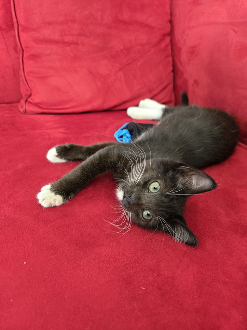 Nyx
