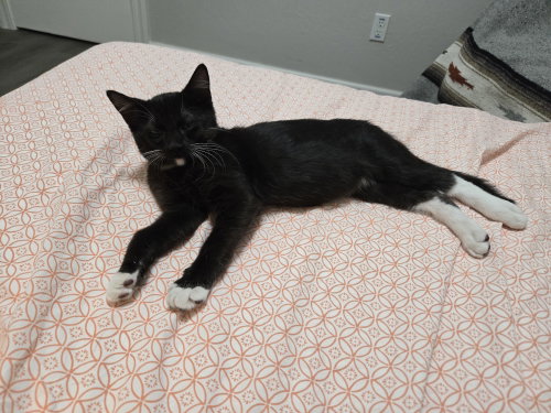 Nyx photo 4