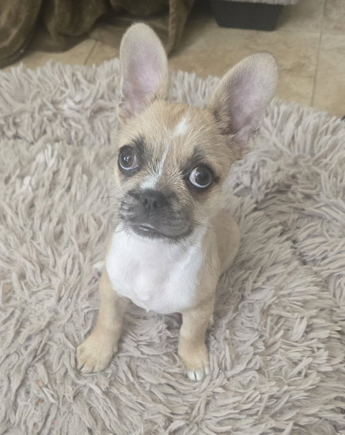 Pebbles