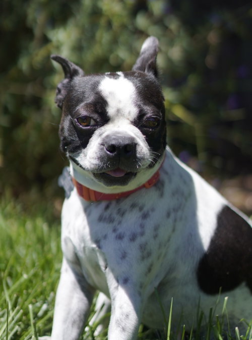 Daisy photo 2