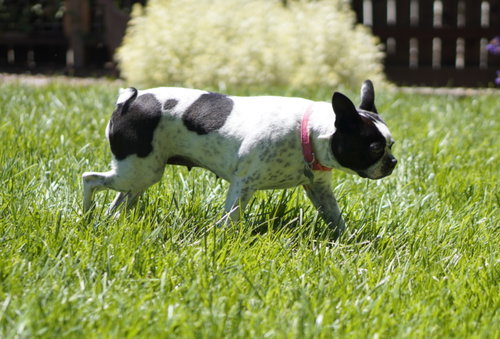 Daisy photo 3