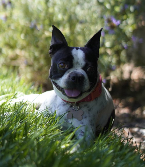 Daisy photo 5