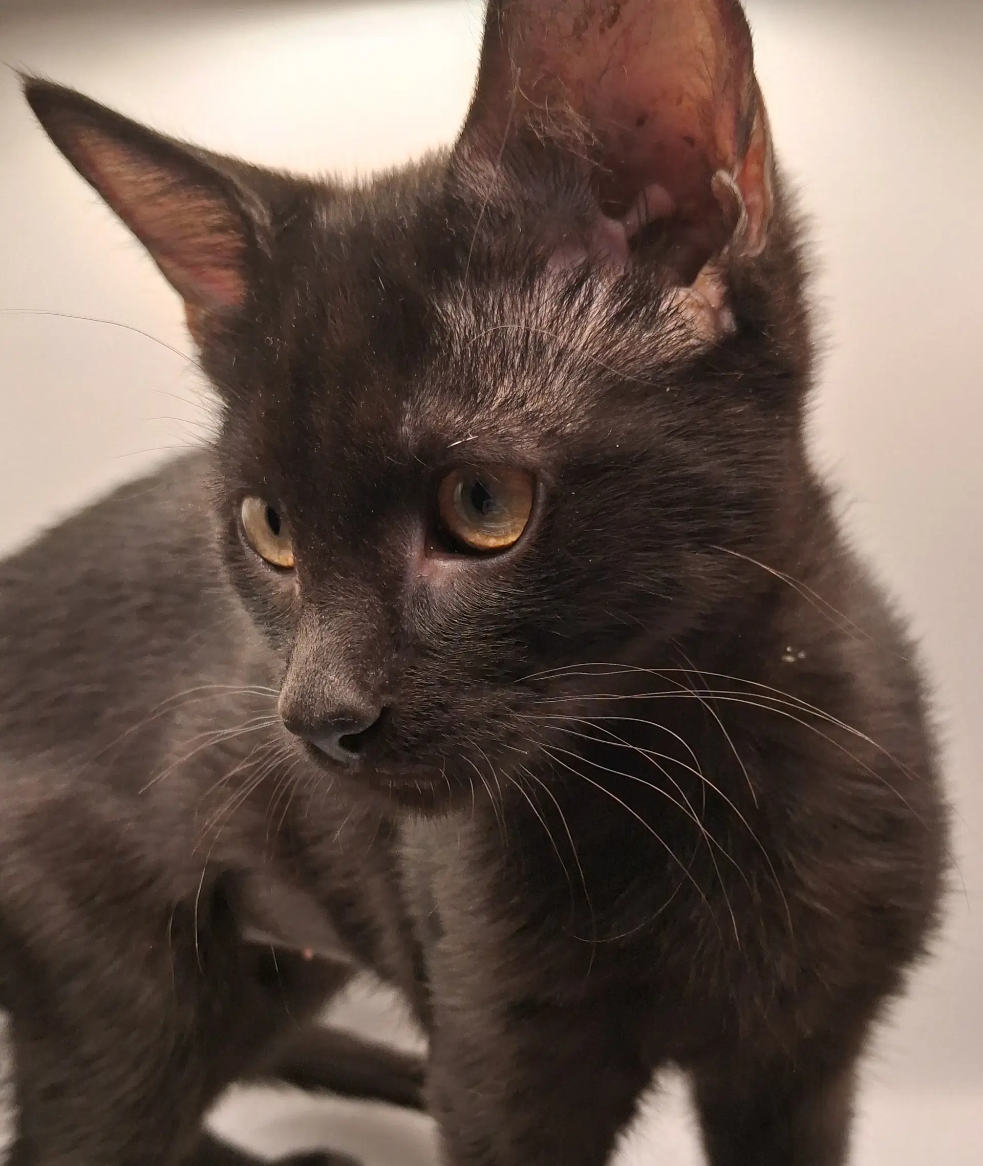 Star - Domestic Short Hair