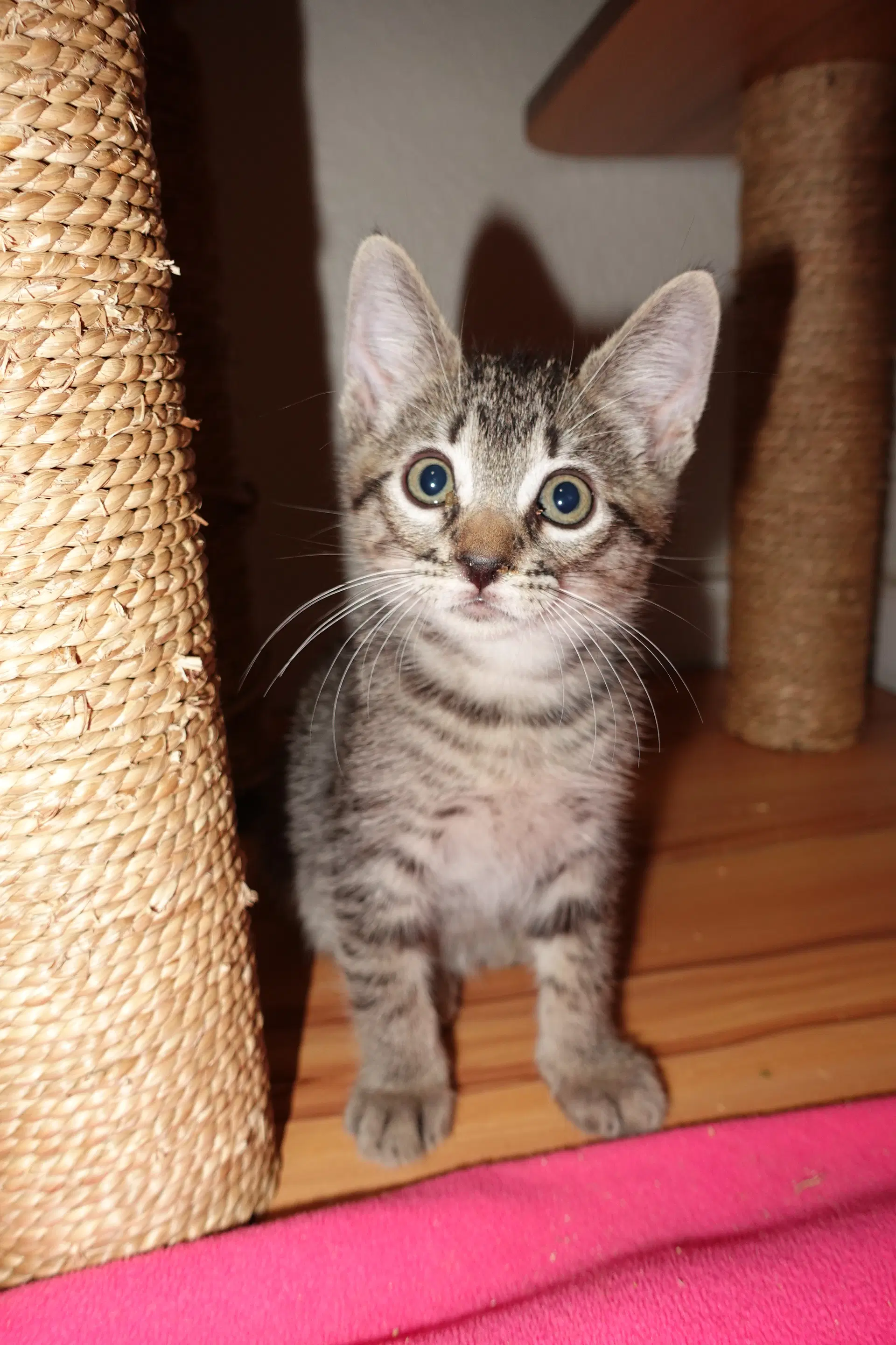 Rudy - Domestic Short Hair