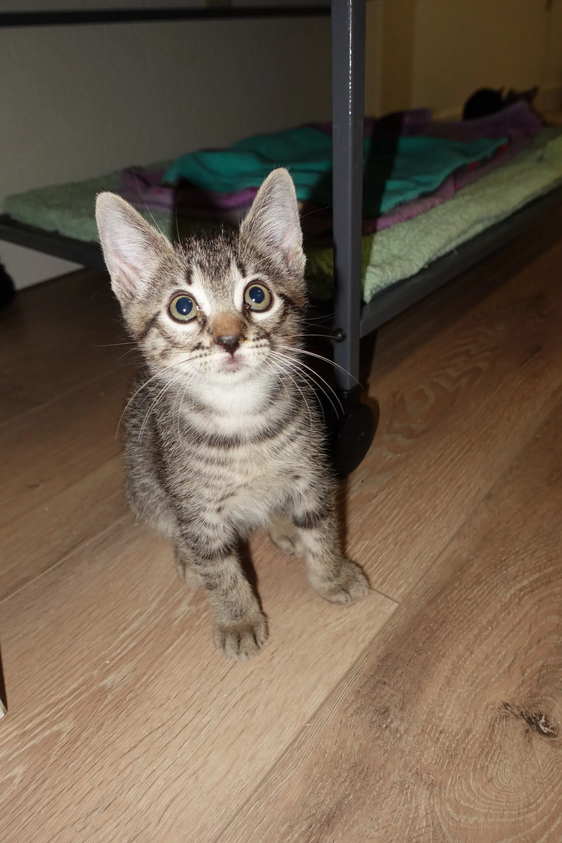 Rudy image 2