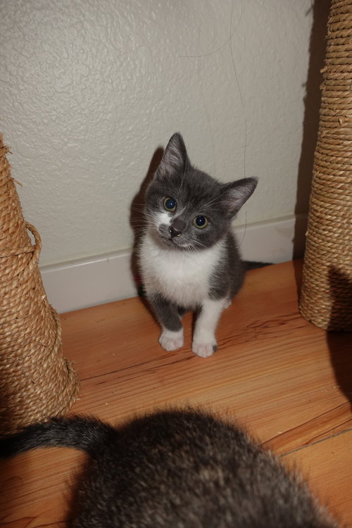 Comet photo 3