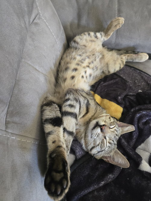 Photo 2 of Mr. Boy (courtesy)
