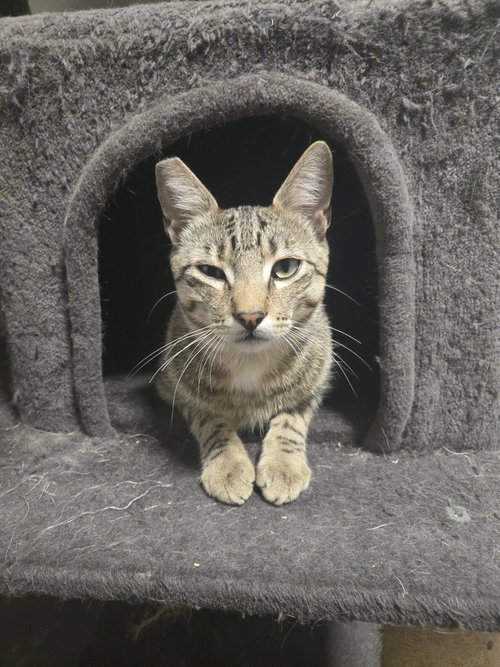 Photo 3 of Mr. Boy (courtesy)