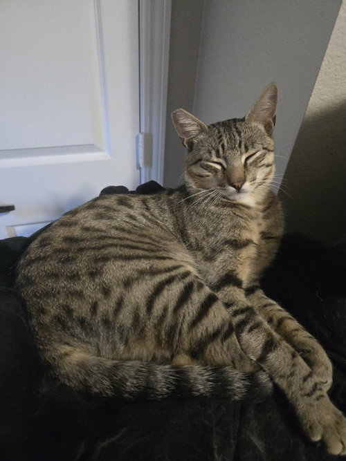 Photo 4 of Mr. Boy (courtesy)