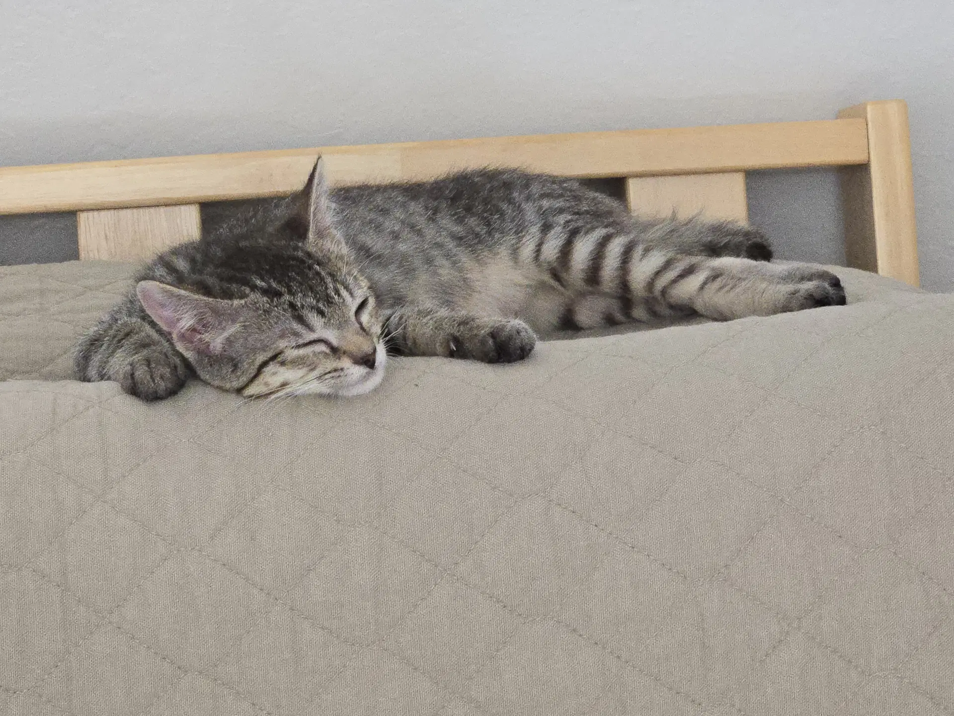 Phoenix - Domestic Short Hair
