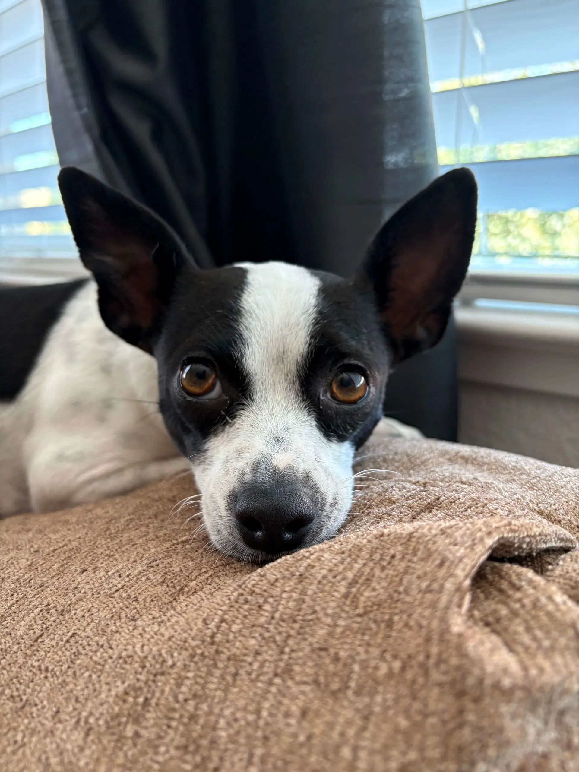 Audrey - Chihuahua