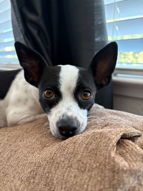 picture of the dog needing adoption